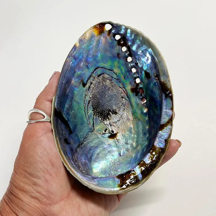 Large Half-Polished NZ Paua Shell
