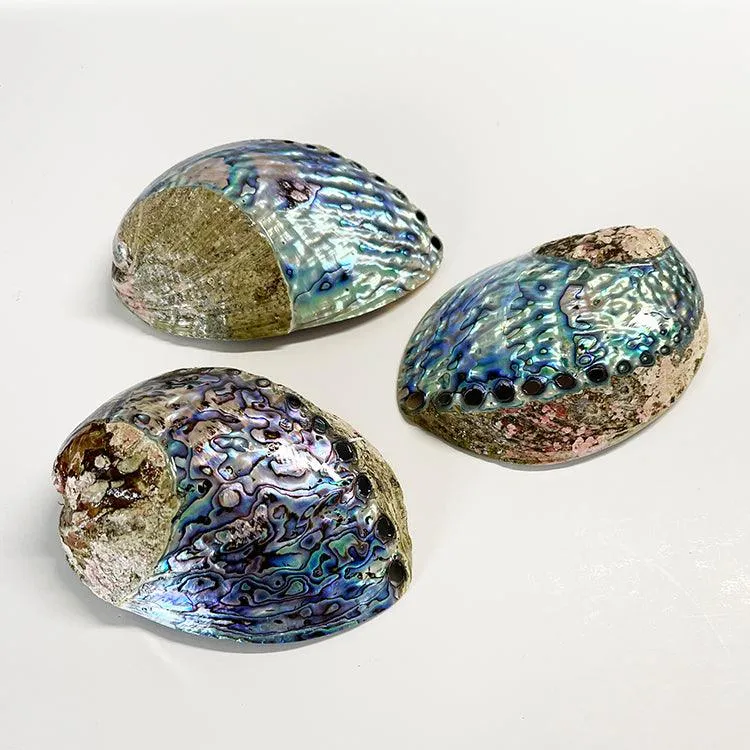 Large Half-Polished NZ Paua Shell